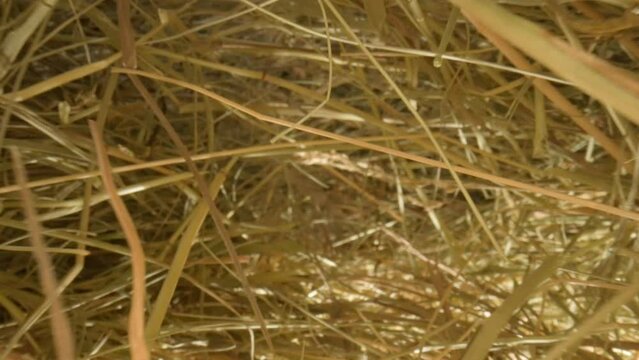 Closeup of a needle in haystack. Macro photography.