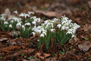 Frühblüher - Schneeglöckchen