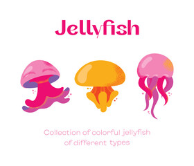 Collection of gorgeous marine animals jellyfish isolated on white background. Bundle sea jellies medusa of various types. Ocean fauna, aquatic creatures. Flat cartoon colorful vector illustration.