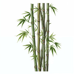 Fototapeta na wymiar Picture of auspicious bamboo trees on a white background.