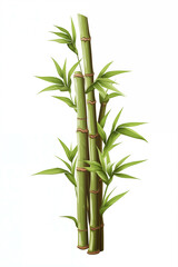 Picture of auspicious bamboo trees on a white background.