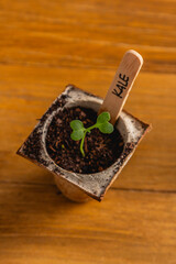 one plant kale seedling sprout in homemade sowing pot