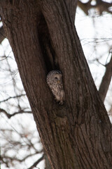 Obraz premium A strix (tawny owl) sitting in a hollow tree in a city park in winter