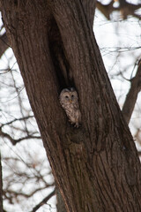 A strix (tawny owl) sitting in a hollow tree in a city park in winter