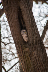 A strix (tawny owl) sitting in a hollow tree in a city park in winter