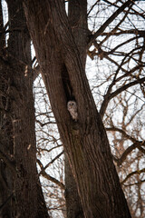A strix (tawny owl) sitting in a hollow tree in a city park in winter