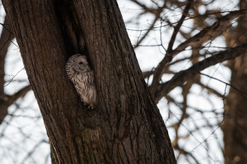 A strix (tawny owl) sitting in a hollow tree in a city park in winter