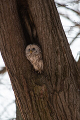 A strix (tawny owl) sitting in a hollow tree in a city park in winter