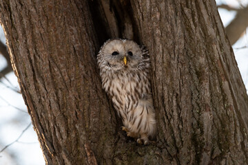 A close-up of a strix (tawny owl) sitting in a hollow tree in a city park in winter