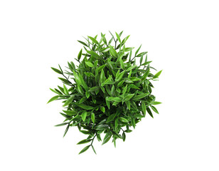 Artificial plant on white background