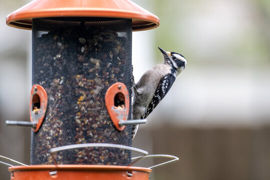 Close-up of a Downy woodpecker eating at a feeder.
