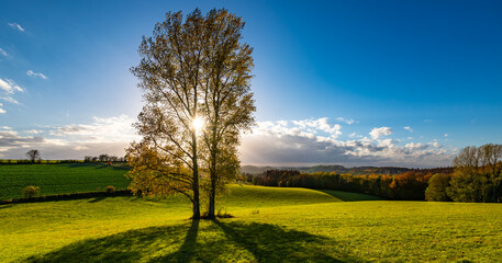 Sauerland autumn scenery panorama with single tree and warm sunlight on an idyllic autumn evening in Iserlohn Germany. Colorful back lit silhouette and green meadow in hilly rural landscape in october
