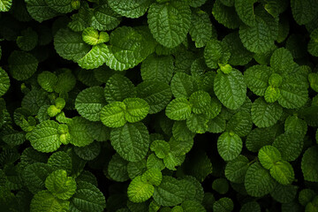 Dark green leaf background used for wallpaper or design.