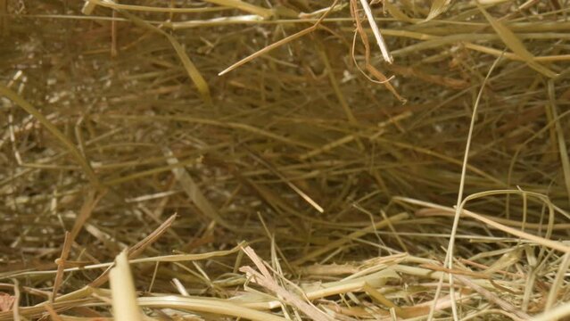 Closeup of a needle in haystack. Macro photography.