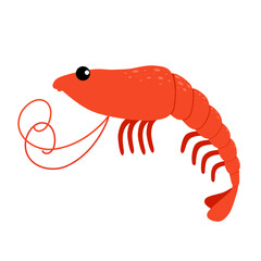 Shrimp. Vector illustration of cartoon prawn isolated on white background. Caridea.