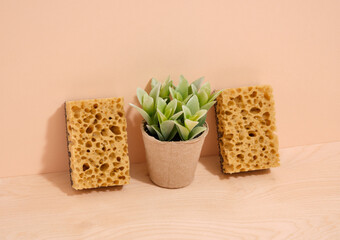 Porous soft dishwashing sponges and a plant in a paper pot.