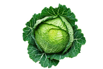 Fototapeta premium Top view of cabbage sprouts isolated on white transparent background.