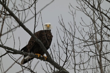 american bald eagle