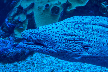 The head of a moray eel with its mouth closed