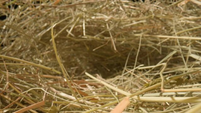 Closeup of a needle in haystack. Macro photography.