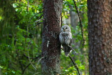 A predatory bird Ural owl perched and resting in a summery old-growth boreal forest in Estonia, Northern Europe	