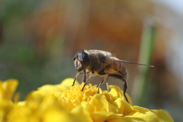 bee on flower
