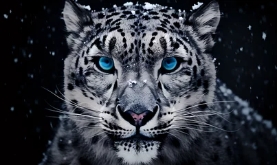 Fototapeten Portrait of Snow Leopard © Annika