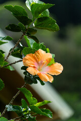 hibiscus in Hawaii 