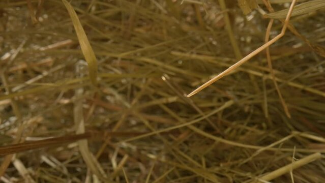 Closeup of a needle in haystack. Macro photography.