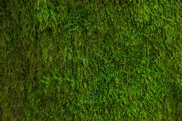 texture with green forest moss. soft fleecy green background