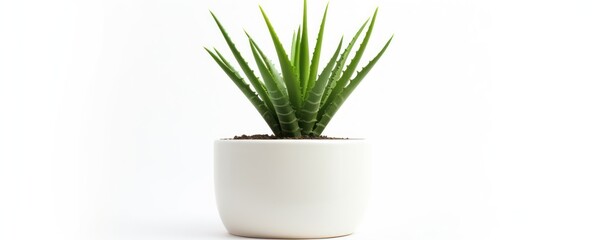 Aloe vera plant is beautiful and nutritious on white background