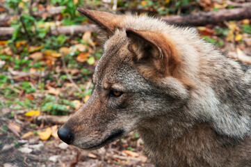 A gray wolf against the background of an autumn forest.