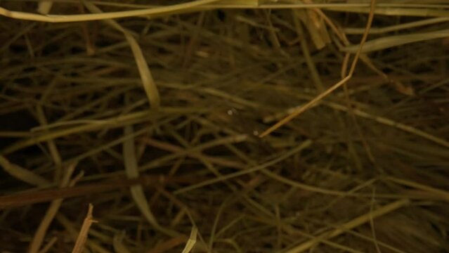 Closeup of a needle in haystack. Macro photography.