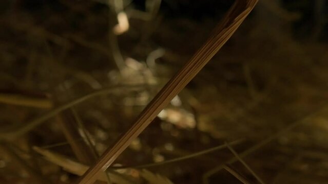 Closeup of a needle in haystack. Macro photography.