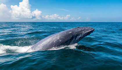Blue whale (Balaenoptera musculus) diving vertically down into the ocean to feed. Indian Ocean, off Sri Lanka. - obrazy, fototapety, plakaty