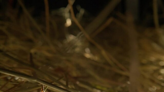 Closeup of a needle in haystack. Macro photography.