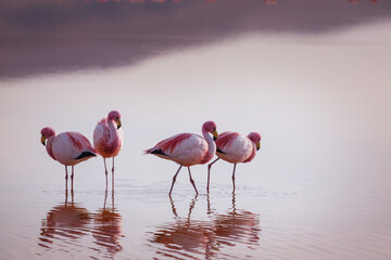 Flamingo on sunrise