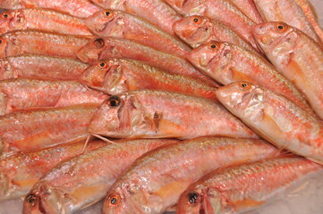 rouget
