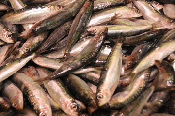 Obraz premium Anchois