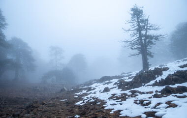 fog in the mountains
