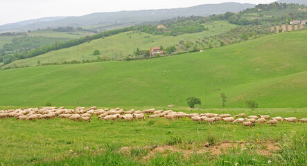 Herd of sheep grazing in the Tuscan hills on a spring afternoon