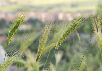 Green, unripe rye (Secale Cereale, Poaceae) in spring. Selective focus