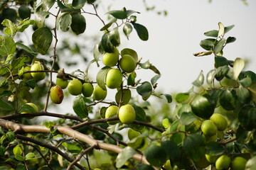 Close-up of Jujube fruit - Ziziphus mauritiana