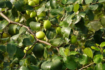 Close-up of Jujube fruit - Ziziphus mauritiana