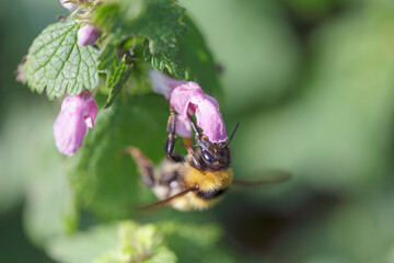 European bee sucking pollen and nectar