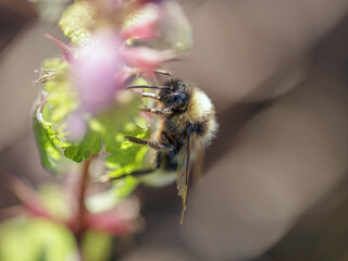 European bee sucking pollen and nectar