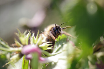 European bee sucking pollen and nectar