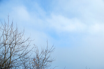 Low angle view of tree branches against a background of blue sky and white clouds.