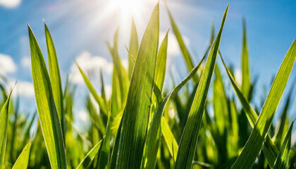 Obraz premium Green blades of grass close-up against a blue sky with sunbeams