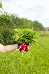 Harvesting red radish, close-up of a bunch of freshly picked radishes in the hands of a farmer. High quality photo